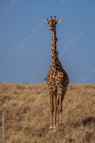 Giraffe with birds on neck