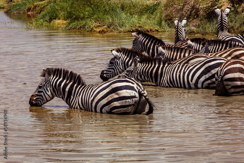 Zebras at the watering photo