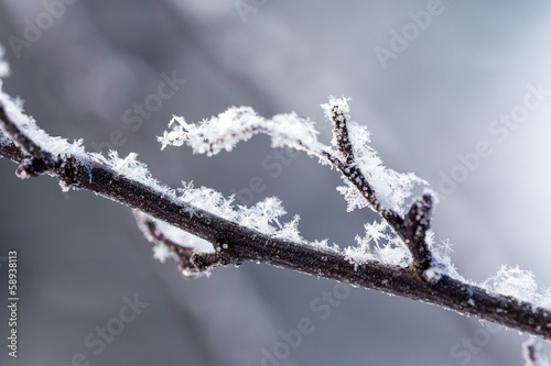 Frosty winter branch
