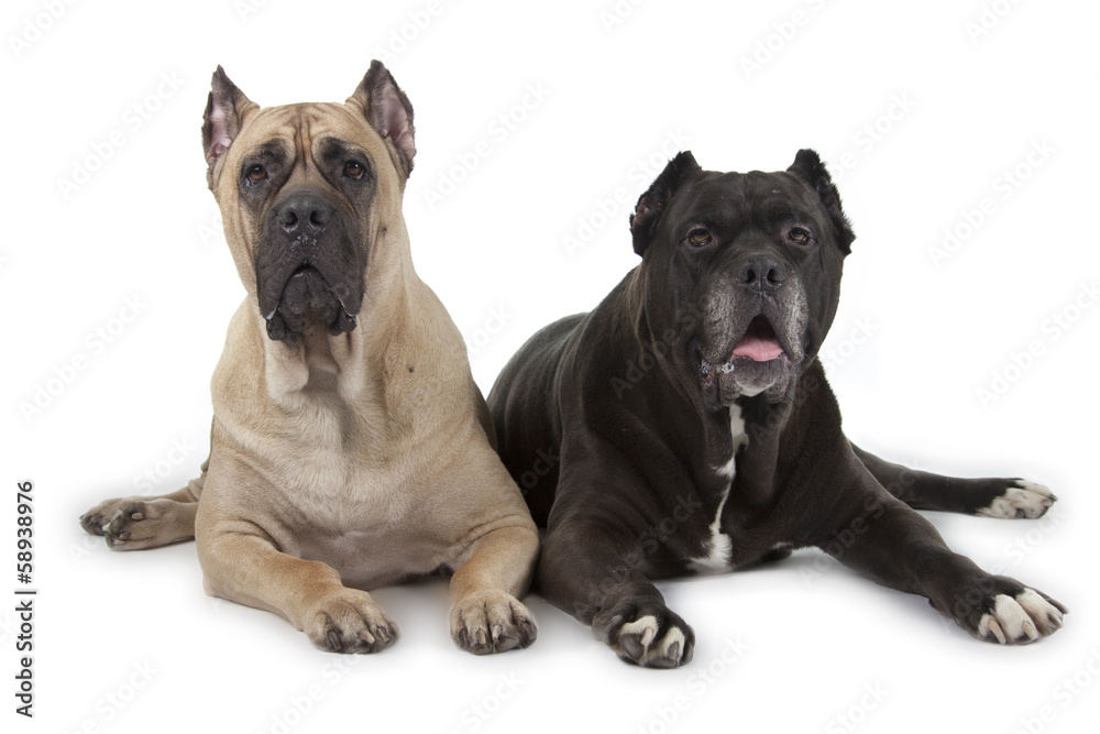 Fototapeta premium Cane Corso dogs on white background