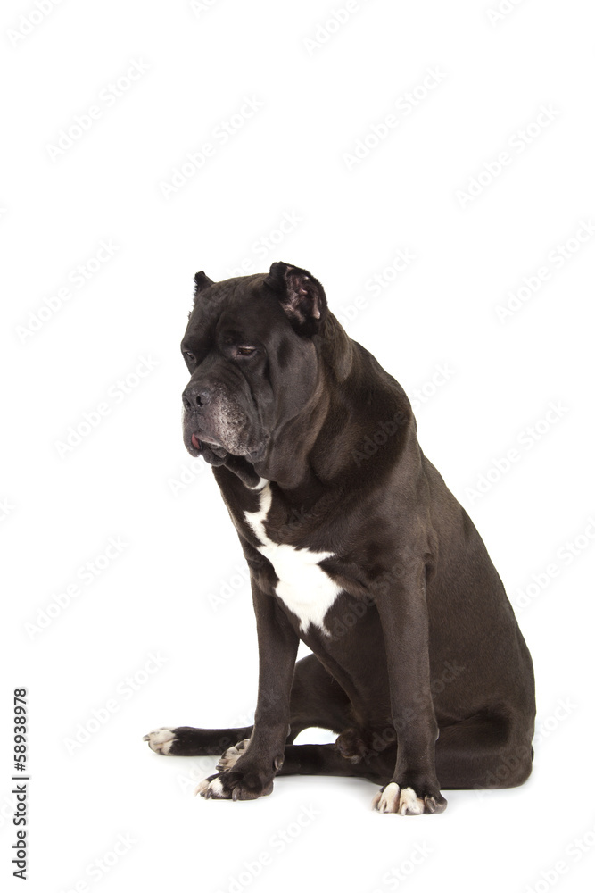 Cane Corso black dog on white background