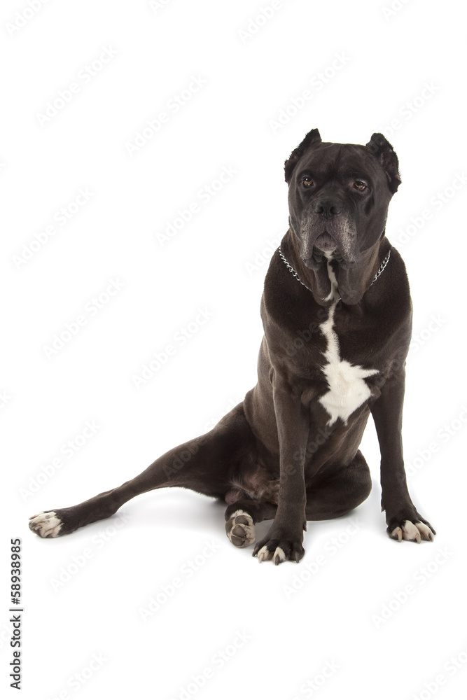 Cane Corso black dog on white background