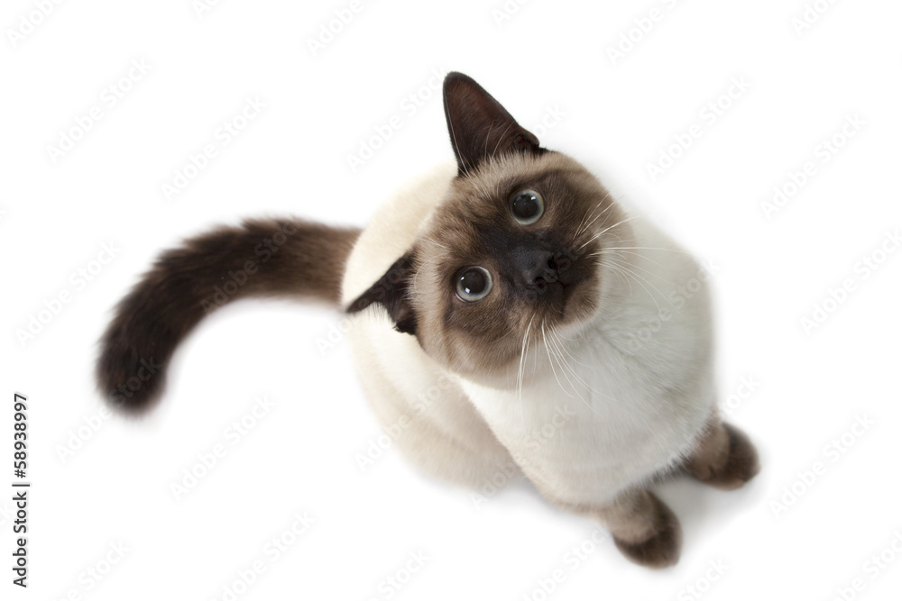 Obraz premium Siamese cat