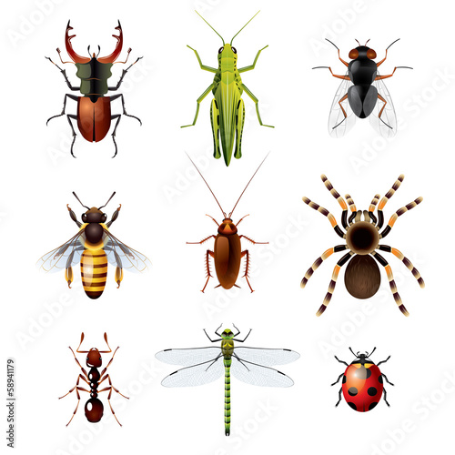 Set of insects on white background © La Gorda