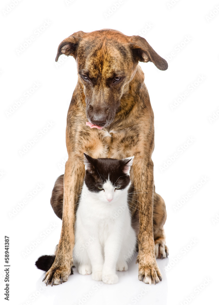sad dog and cat sitting in front. isolated on white background
