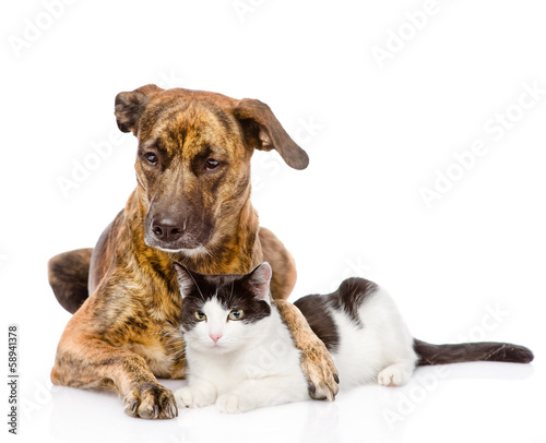 Large dog and cat lying together. isolated on white background