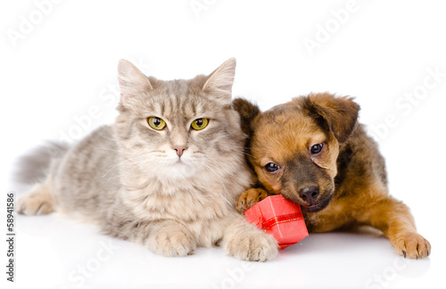 cat and dog with red box. isolated on white background