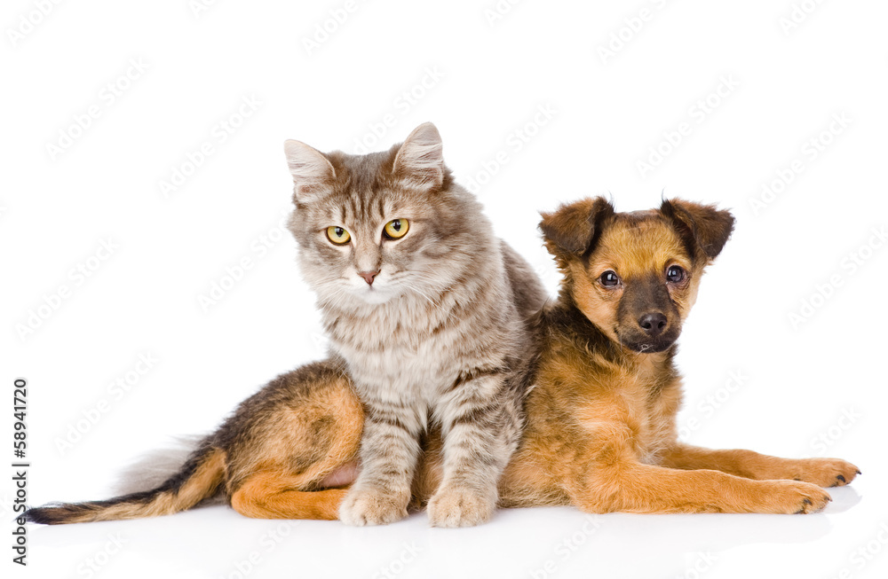 cat and dog looking at camera. isolated on white background cat and dog looking at camera. isolated on white background