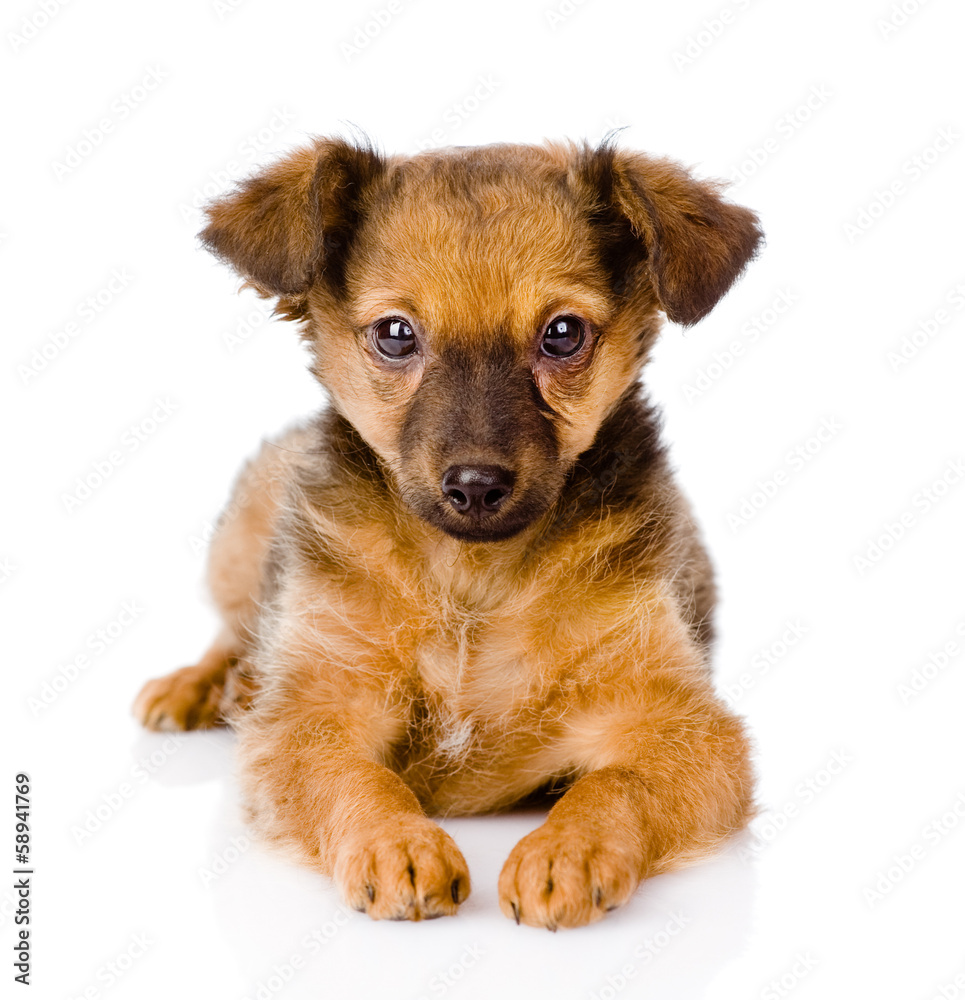 mixed breed dog hugging cat. isolated on white background mixed breed dog hugging cat. isolated on white background