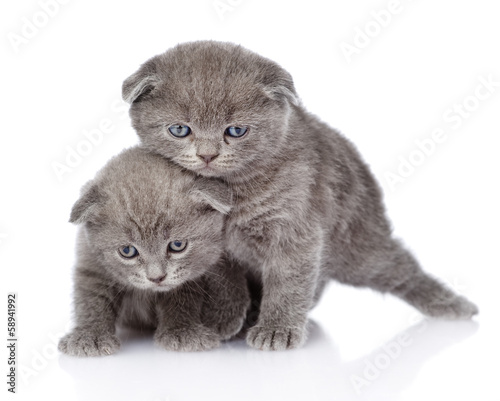 two playful british shorthair kittens. isolated on white 