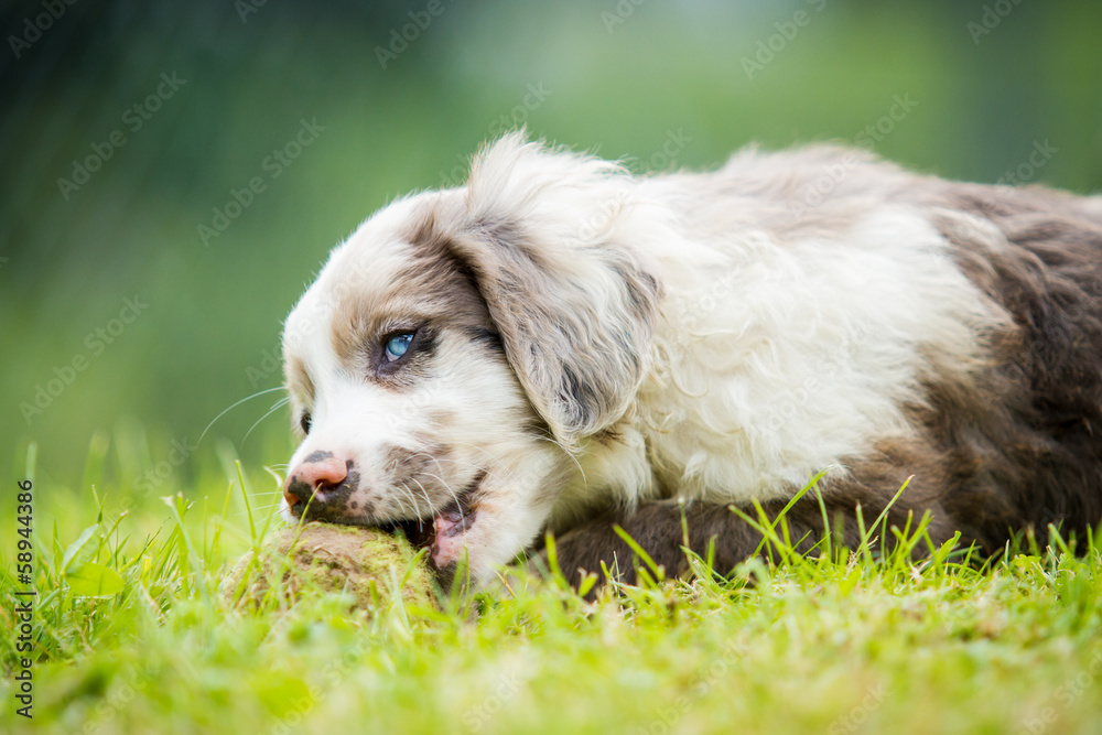 Hundejunges spielt mit einem Ball Hundejunges spielt mit einem Ball