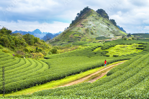 Moc Chau tea hill, Moc Chau village, Son La province, Vietnam photo