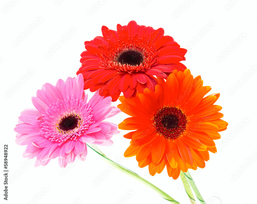Gerbera flower isolated on white background