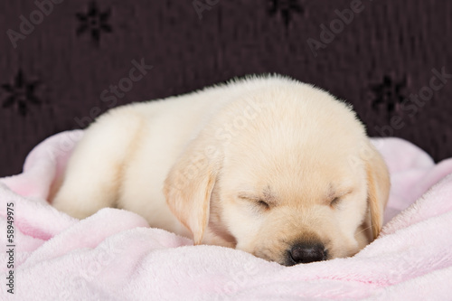 Puppy labrador sleeping on pink fluffy blanket © Alta Oosthuizen