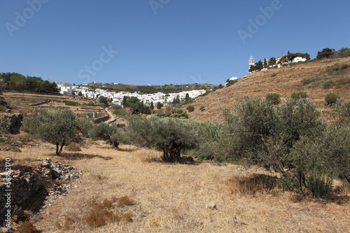 Oliveraie et village de Lefkes sur l'île de Paros, Grèce photo