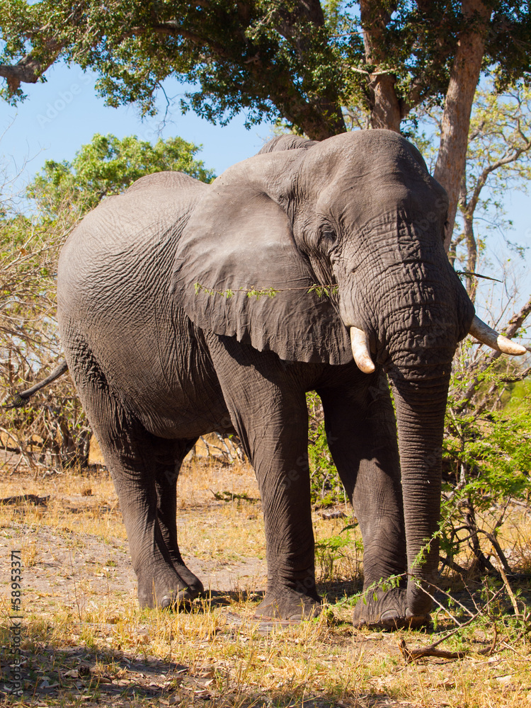 Fototapeta premium Elephant