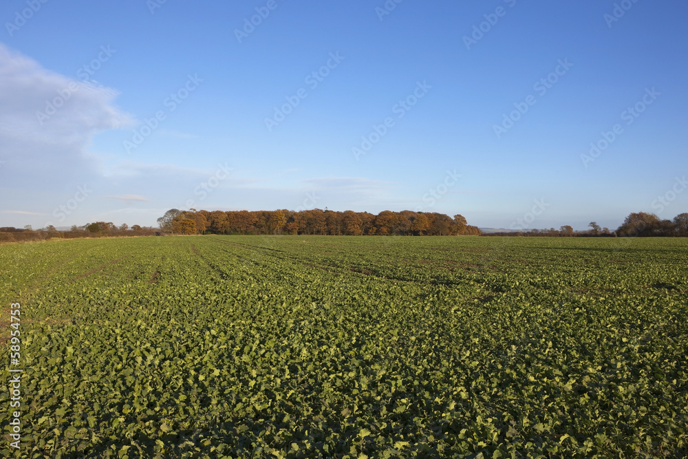 canola crops