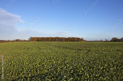 Obraz na płótnie canola crops w salonie