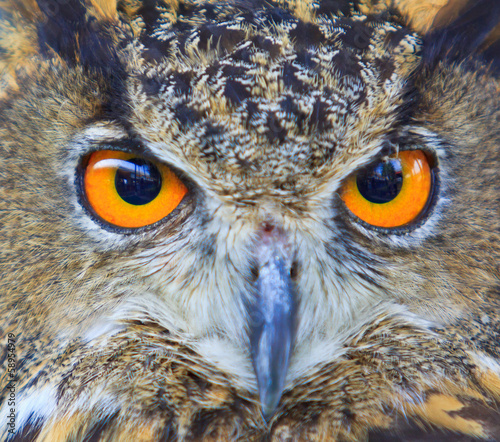Closed up of eagle owl © Photo Gallery