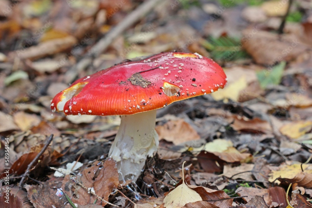 Fliegenpilz (Amanita muscaria) im Kaufunger Wald