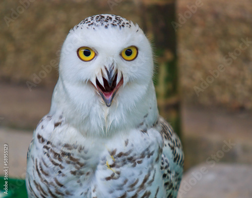 Snow owl photo