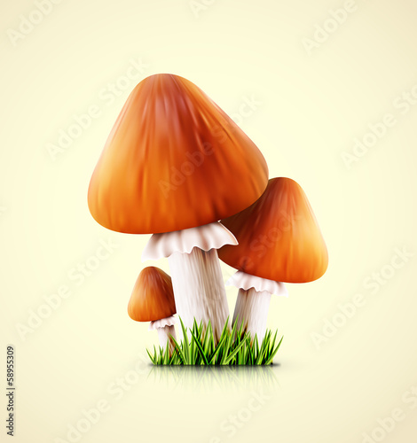 Three mushrooms