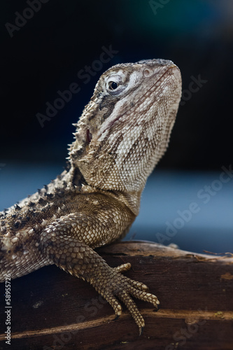 Adult bearded dragon  agama  Pogona vitticeps  lizard