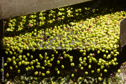 closeup of olives in a olive oil machine photo