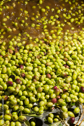 closeup of olives in a olive oil machine