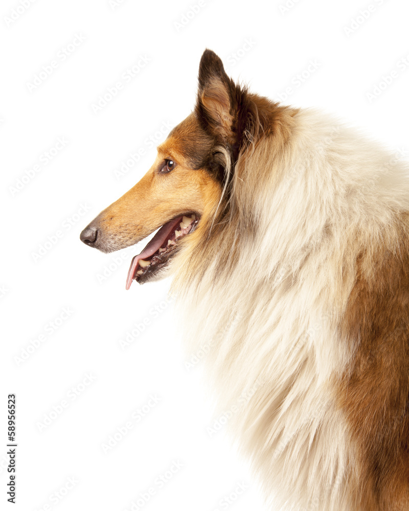Rough Collie Rough Collie