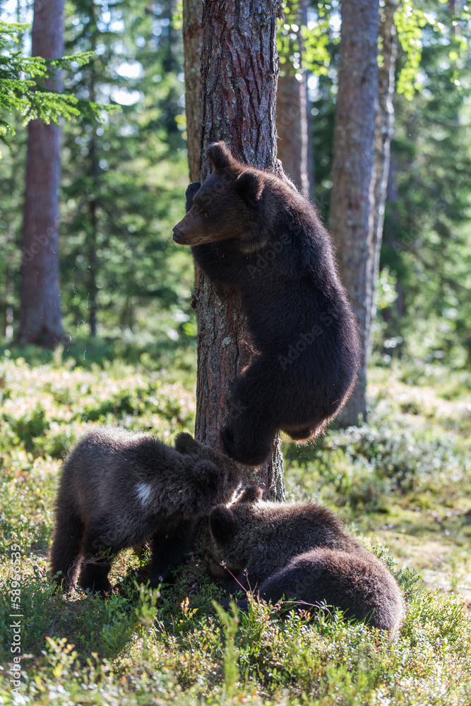 Brown bear cubs in forest Brown bear cubs in forest