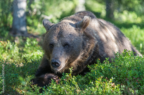 Brown bear in forest