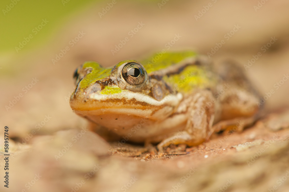 Fototapeta premium Frog