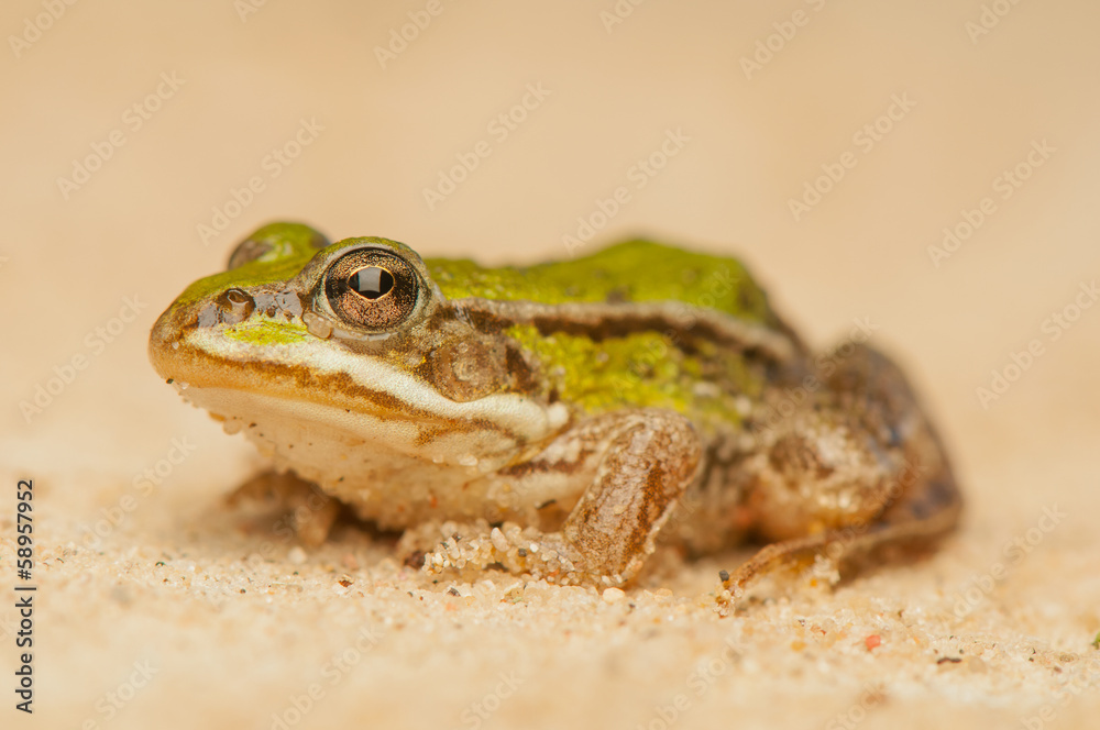 Fototapeta premium Frog