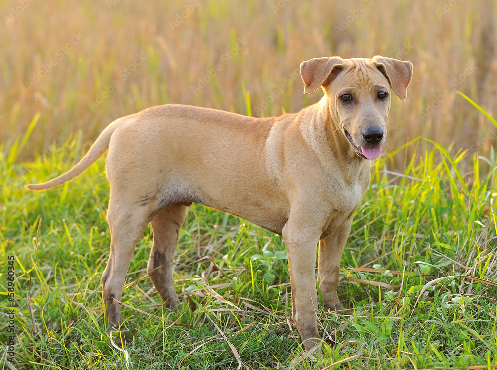 Thai Ridgeback Dog