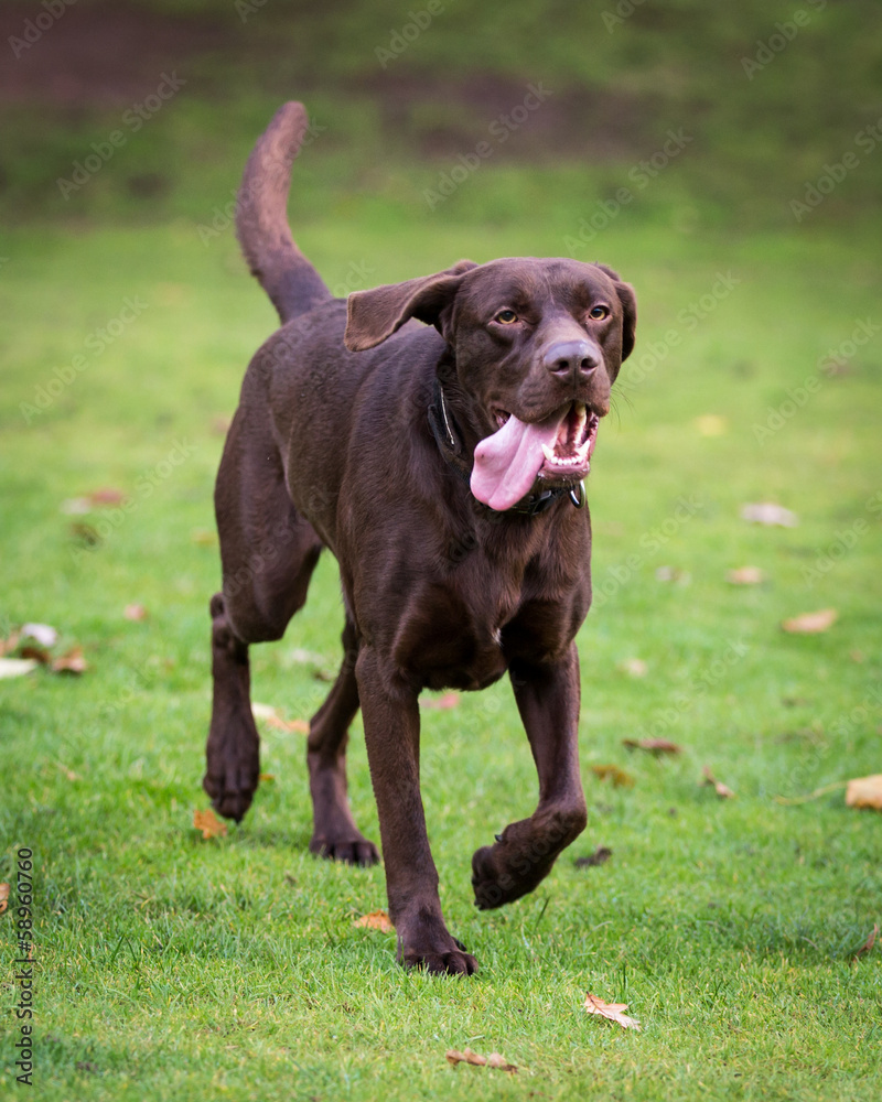 Chocolate Labrador Chocolate Labrador