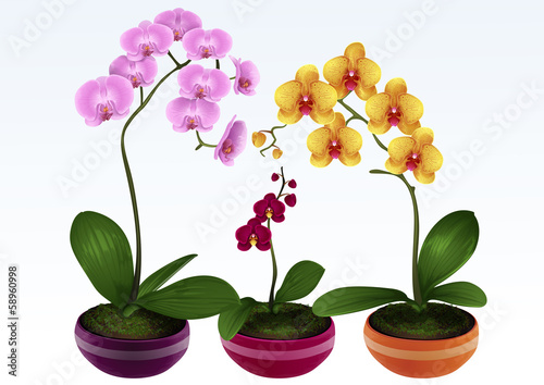 three beautiful orchids photo