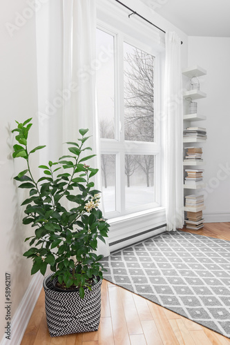 Lemon tree in a room with peaceful view