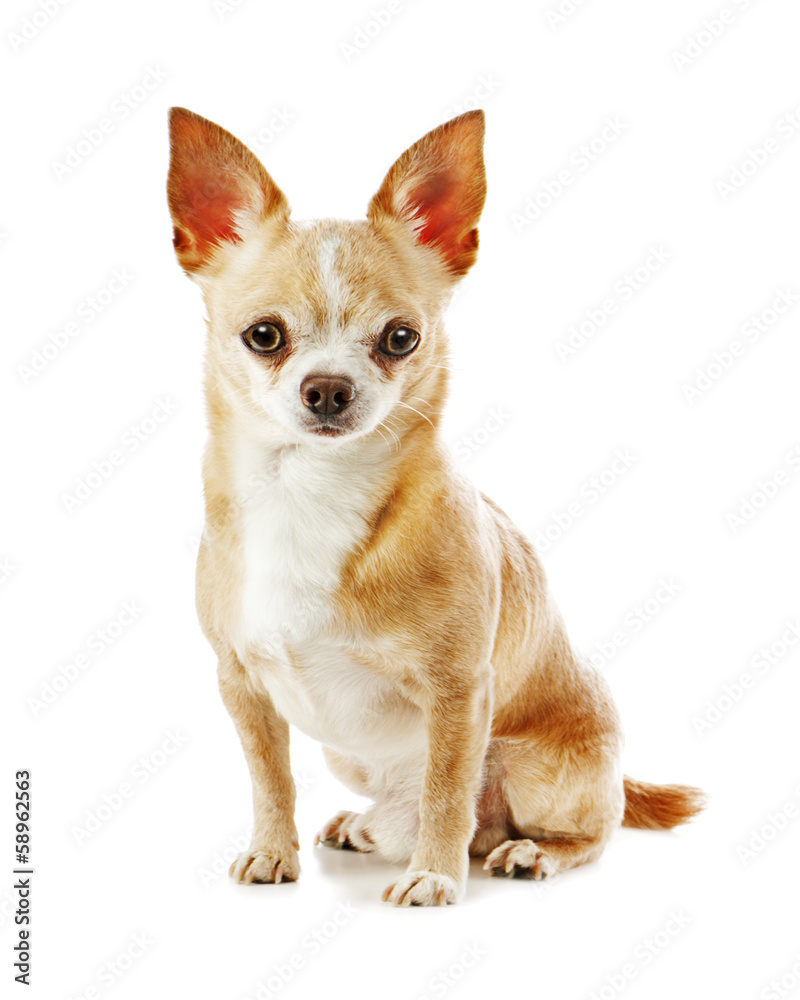 Beige chihuahua dog isolated on white background. Beige chihuahua dog isolated on white background.