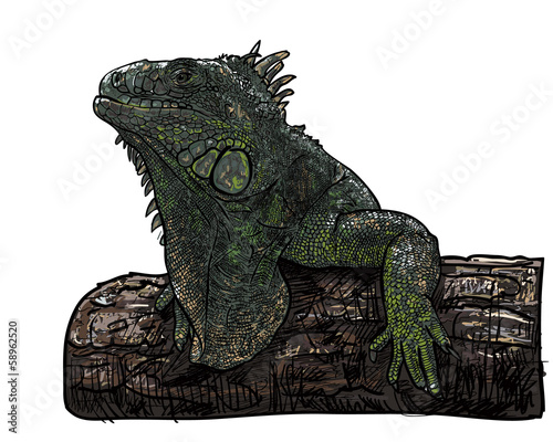 Lizard