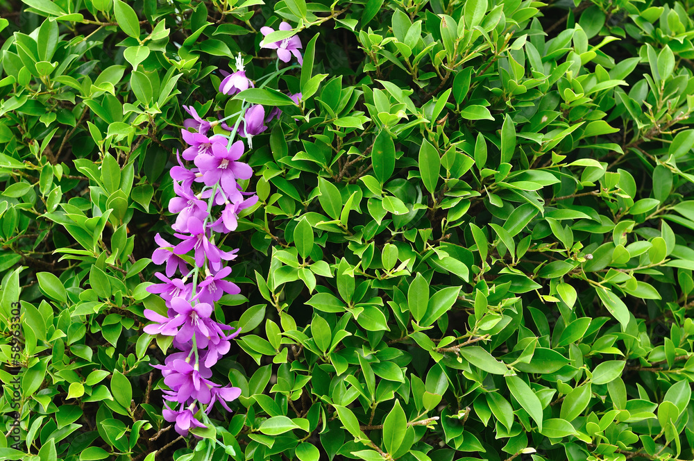Purple orchid in green bush