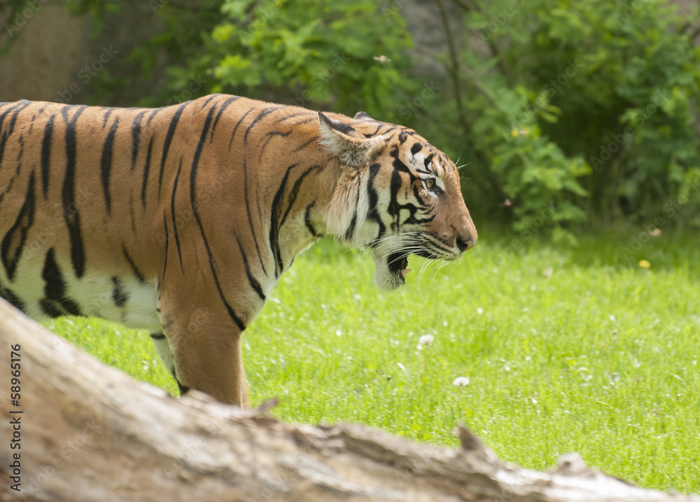 Obraz premium Tiger