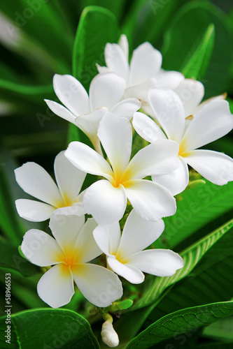 plumeria