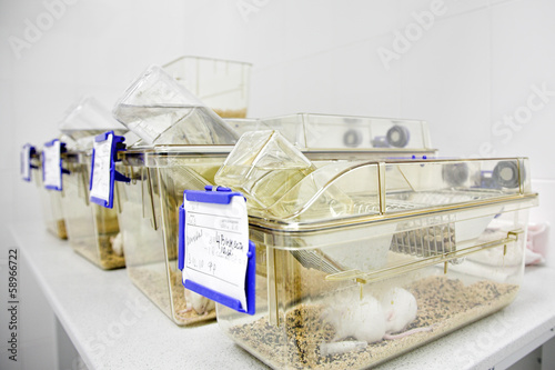 cages with white mouse
