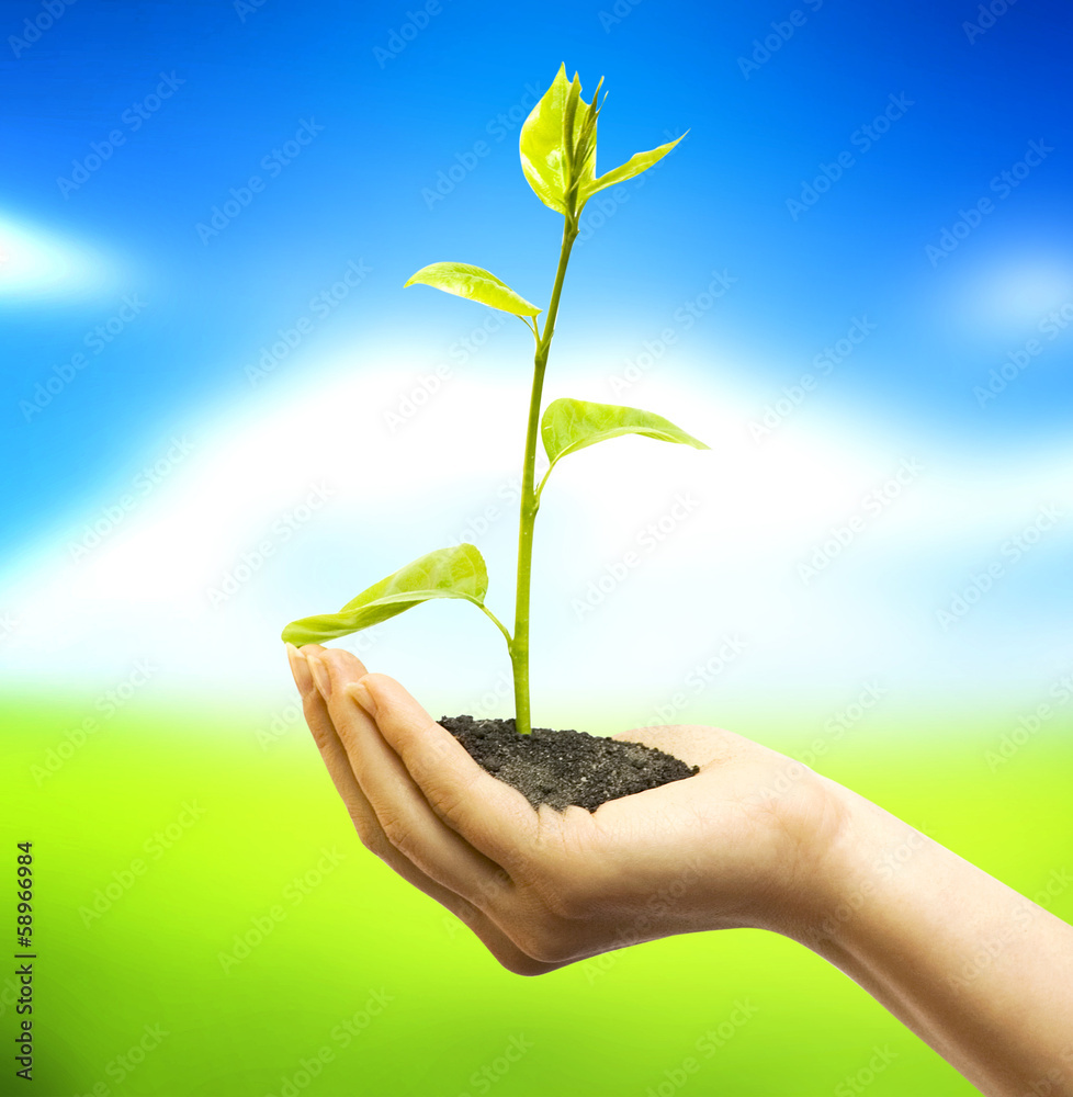 Plant in hands Plant in hands