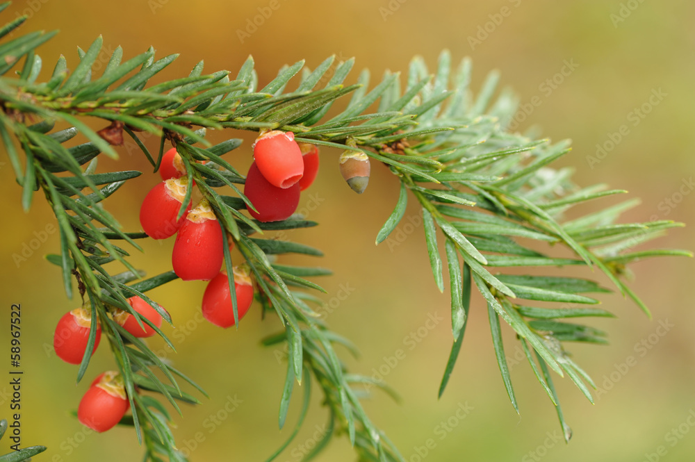 Beeren der Europäischen  Eibe (Taxus baccata)