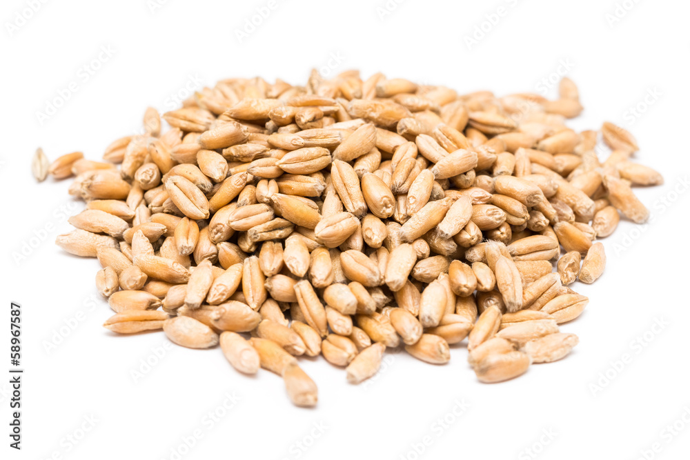 Wheat Seeds Wheat Seeds