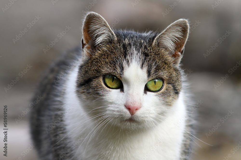 curious cat head closeup