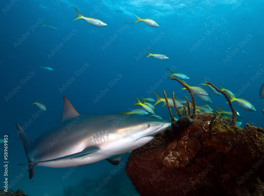 Fototapeta premium Caribbean reef shark