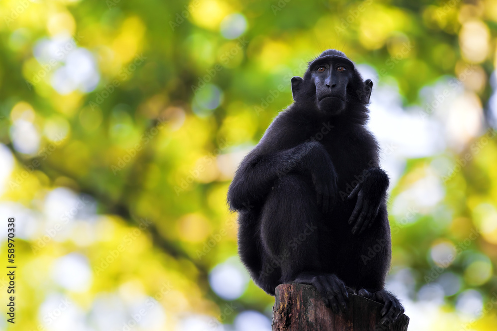 Obraz premium Sulawesi Crested Macaque